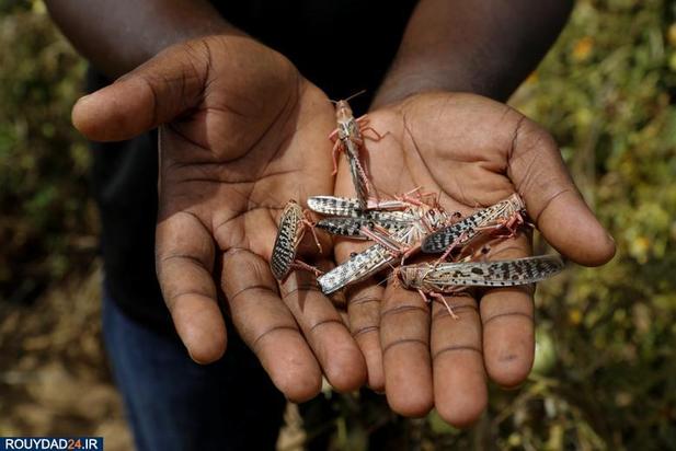 حمله ملخها به مزارع کنیا