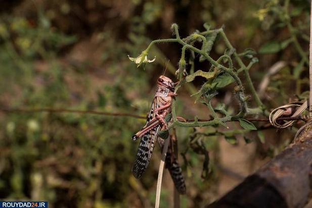 حمله ملخها به مزارع کنیا