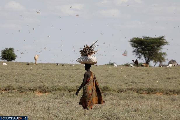 حمله ملخها به مزارع کنیا