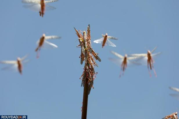 حمله ملخها به مزارع کنیا