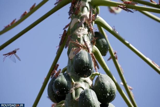 حمله ملخها به مزارع کنیا