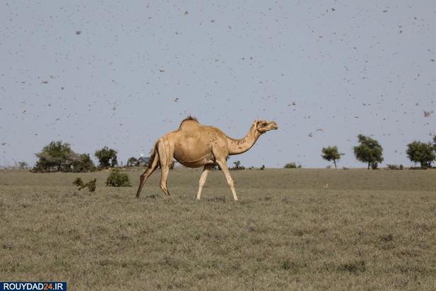 حمله ملخها به مزارع کنیا