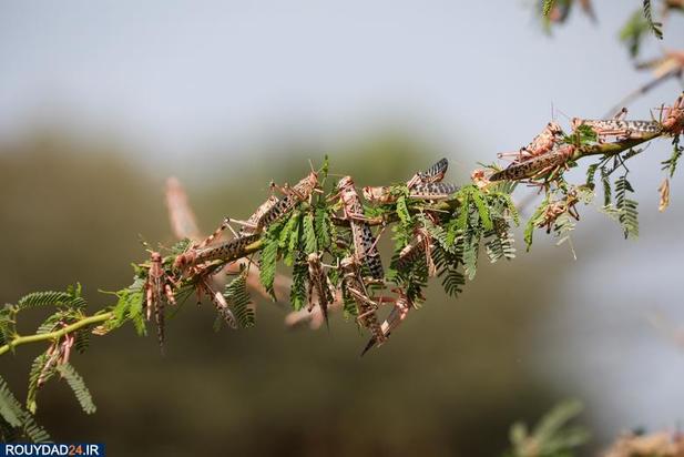 حمله ملخها به مزارع کنیا