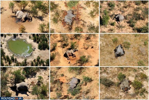 مرگ اسرارآمیز فیلها