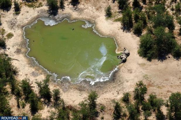 مرگ اسرارآمیز فیلها