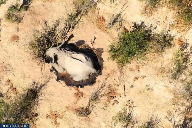 مرگ اسرارآمیز فیلها