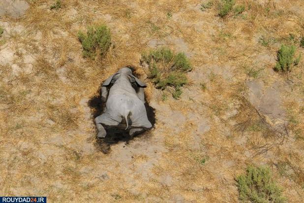 مرگ اسرارآمیز فیلها