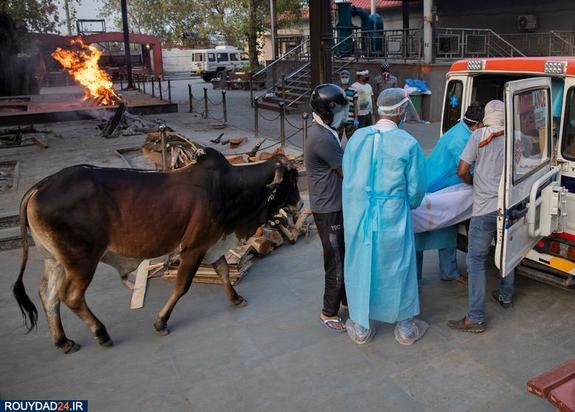 کرونا در هند