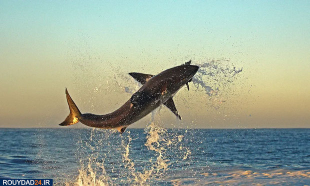 دنیای شگفت انگیز ماهیان