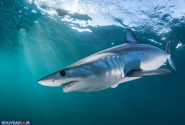 دنیای شگفت انگیز ماهیان