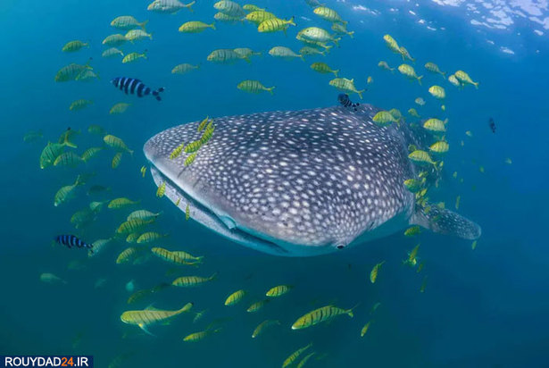 دنیای شگفت انگیز ماهیان