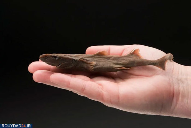 دنیای شگفت انگیز ماهیان