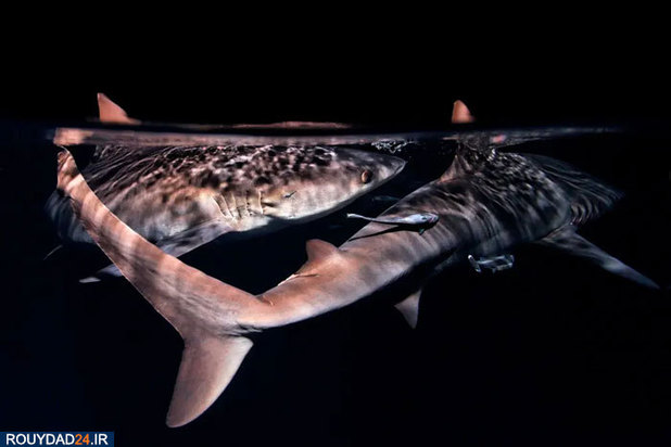 دنیای شگفت انگیز ماهیان