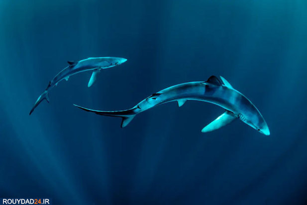 دنیای شگفت انگیز ماهیان