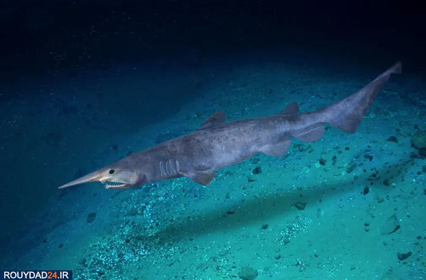 دنیای شگفت انگیز ماهیان