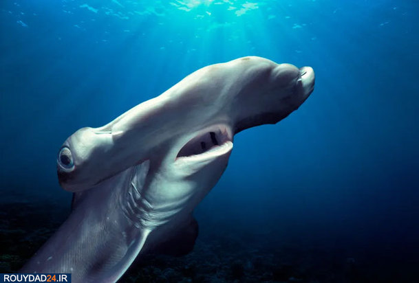 دنیای شگفت انگیز ماهیان