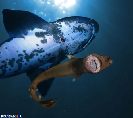 دنیای شگفت انگیز ماهیان