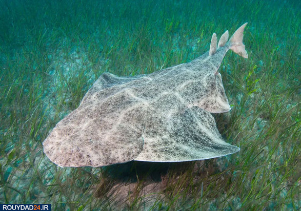 دنیای شگفت انگیز ماهیان