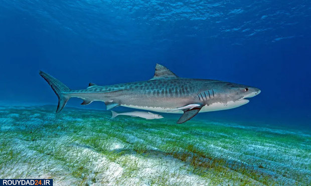 دنیای شگفت انگیز ماهیان