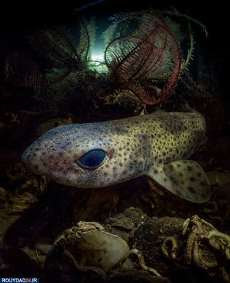 دنیای شگفت انگیز ماهیان