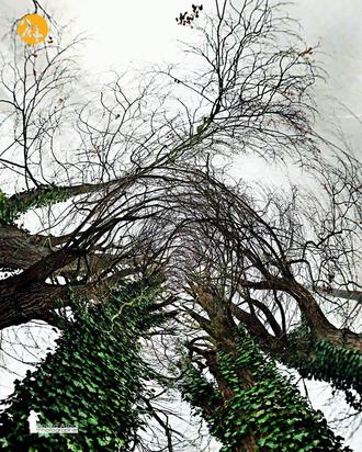 عکاسی طبیعت