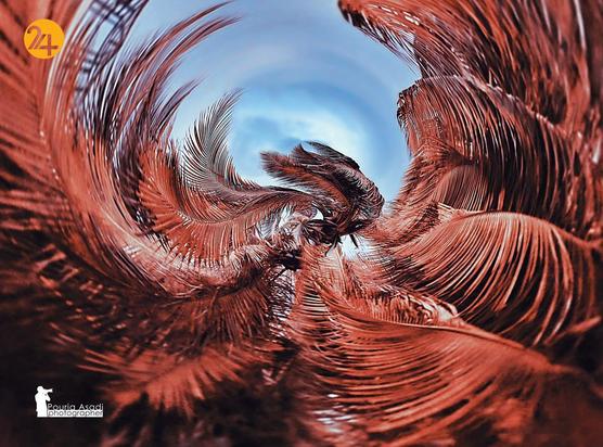 عکاسی طبیعت