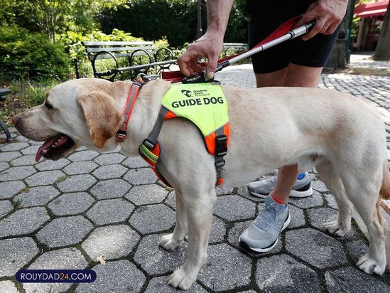 سگهای راهنما