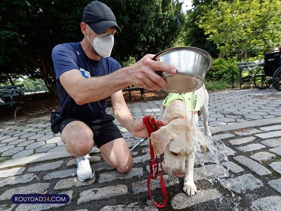 سگهای راهنما