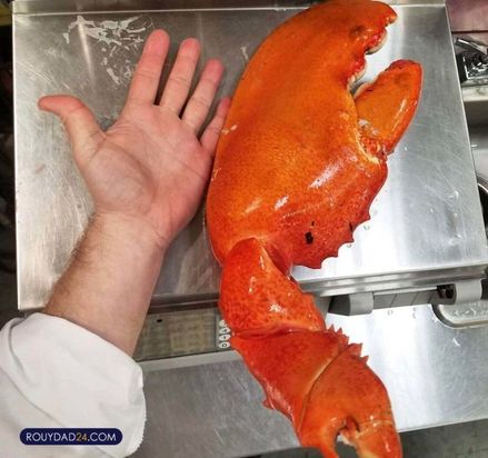 حیوانات بزرگ از عجایب قرن