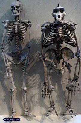 حیوانات بزرگ از عجایب قرن