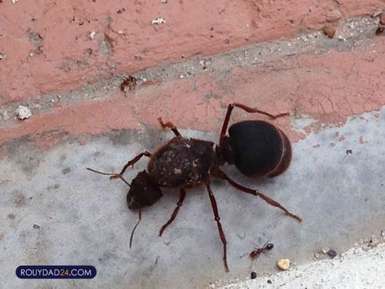 حیوانات بزرگ از عجایب قرن