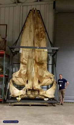 حیوانات بزرگ از عجایب قرن