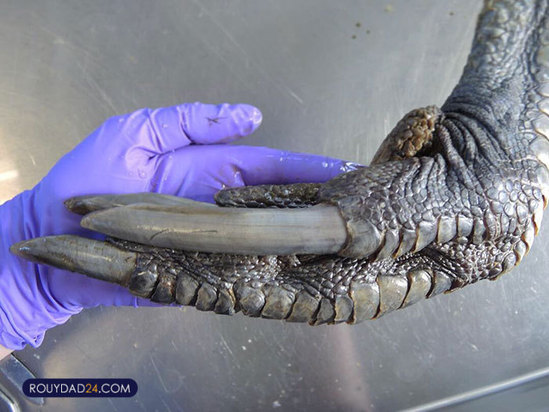 حیوانات بزرگ از عجایب قرن