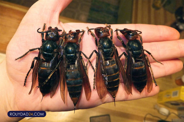 حیوانات بزرگ از عجایب قرن