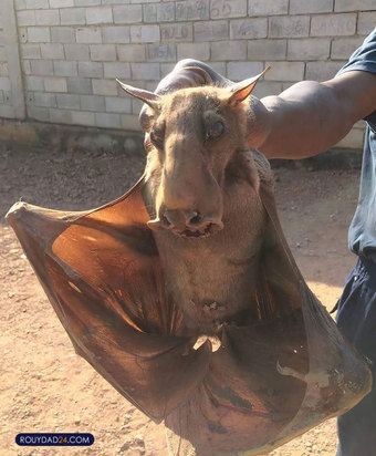 حیوانات بزرگ از عجایب قرن