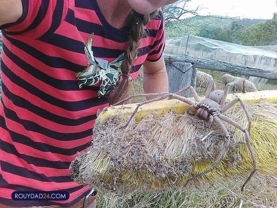 حیوانات بزرگ از عجایب قرن