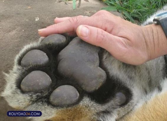 حیوانات بزرگ از عجایب قرن