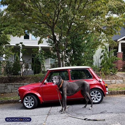 حیوانات بزرگ از عجایب قرن