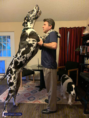 حیوانات بزرگ از عجایب قرن