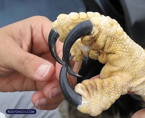 حیوانات بزرگ از عجایب قرن