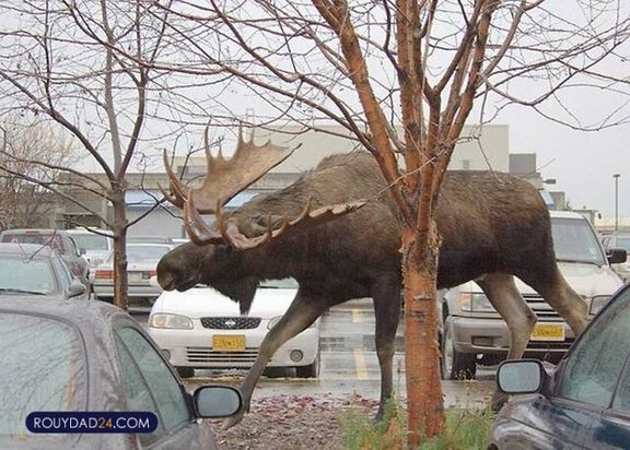 حیوانات بزرگ از عجایب قرن