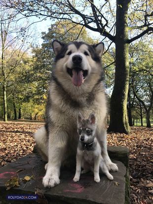 حیوانات بزرگ از عجایب قرن