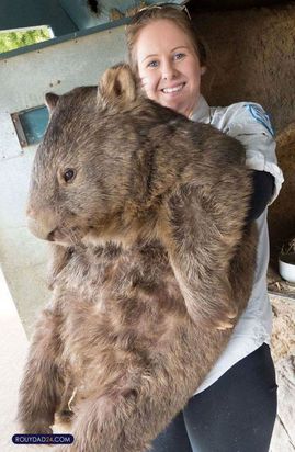 حیوانات بزرگ از عجایب قرن