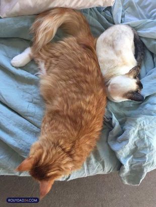 حیوانات بزرگ از عجایب قرن