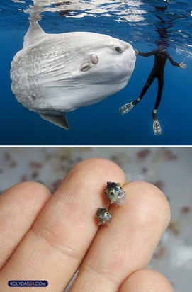 حیوانات بزرگ از عجایب قرن