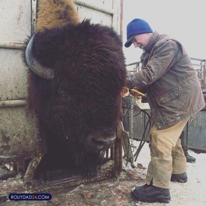 حیوانات بزرگ از عجایب قرن