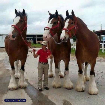 حیوانات بزرگ از عجایب قرن