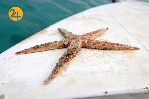 کشتی واکاشیو