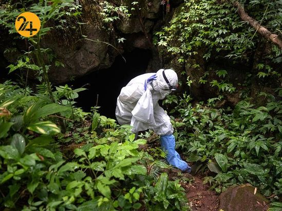 خفاش های نعل اسبی