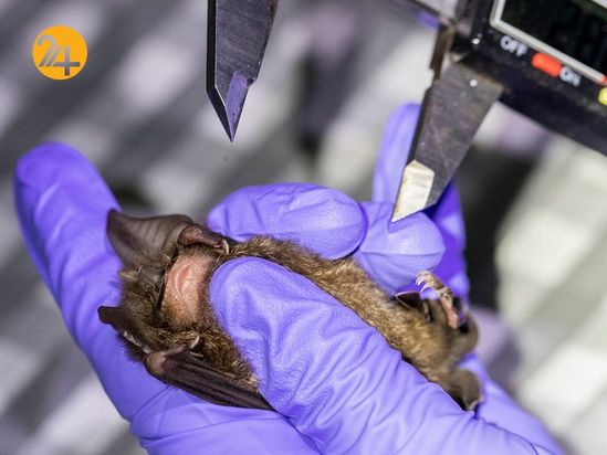 خفاش های نعل اسبی